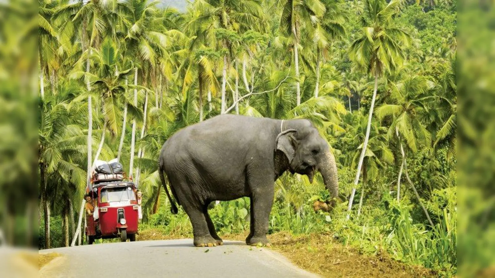 Barbara Vetter entführt ihr Publikum nach Sri Lanka – ins Reich der Elefanten. (Foto: Barbara Vetter)
