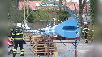 Schreckmoment am Anfang: Als der Kran den Sollner Maibaum anhob, bog er sich knackend durch. Die Seile wurden dann an anderer Stelle angebracht. (Foto: Johannes Beetz)