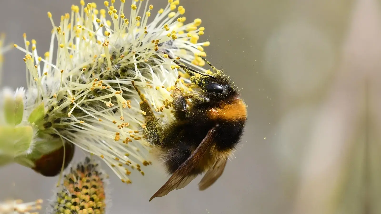 In den Fokus geraten: eine Gartenhummel auf einer Weide. (Foto: Jann Wübbenhorst)