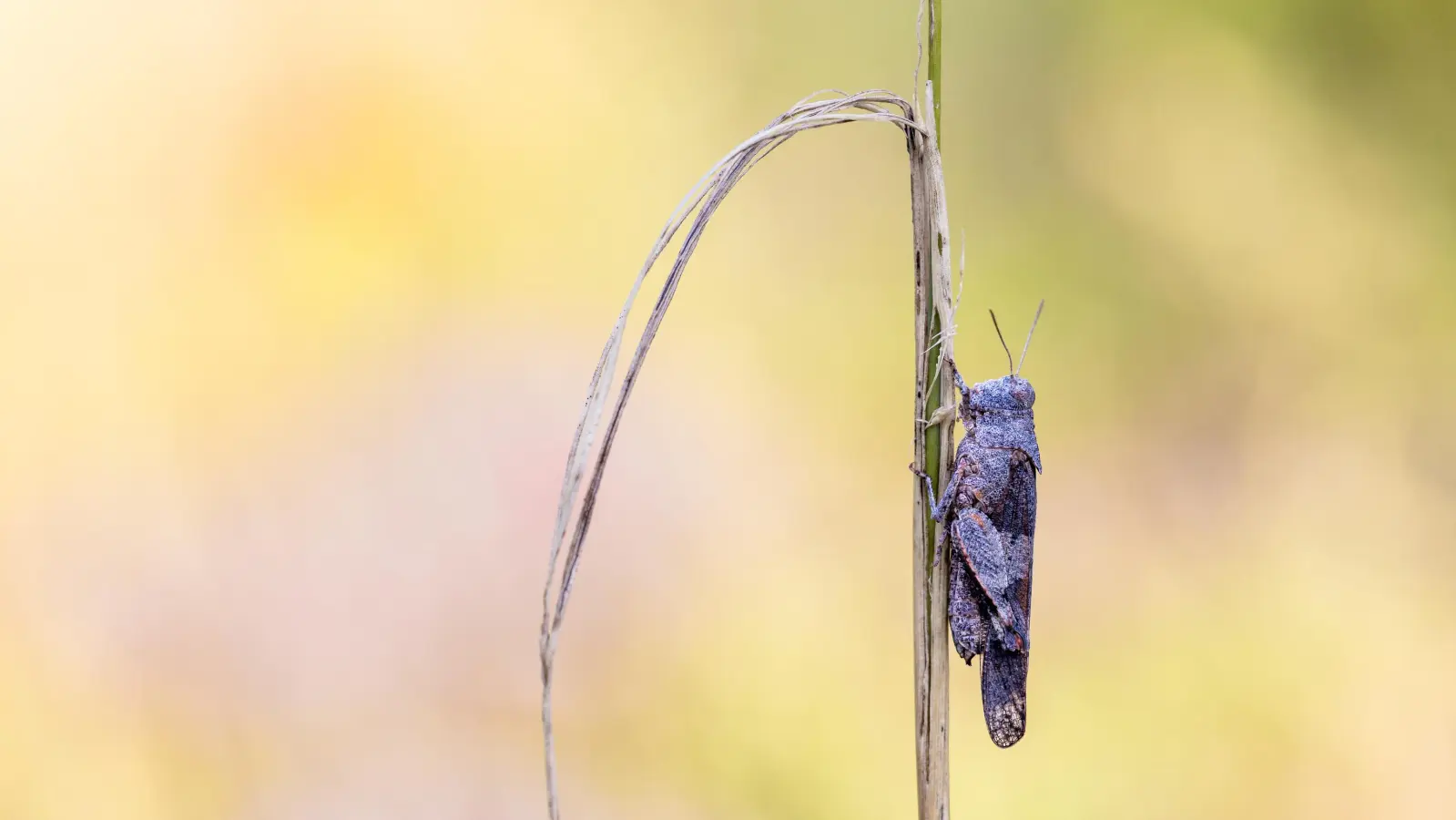 Blauflügelige Ödlandschrecke. (Foto: Diana Widmann)