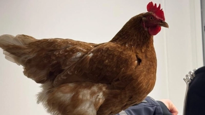 Ein Huhn aus Moosach hat eine Nacht bei der Bundespolizei am Hauptbahnhof verbracht. (Foto: Bundespolizei)
