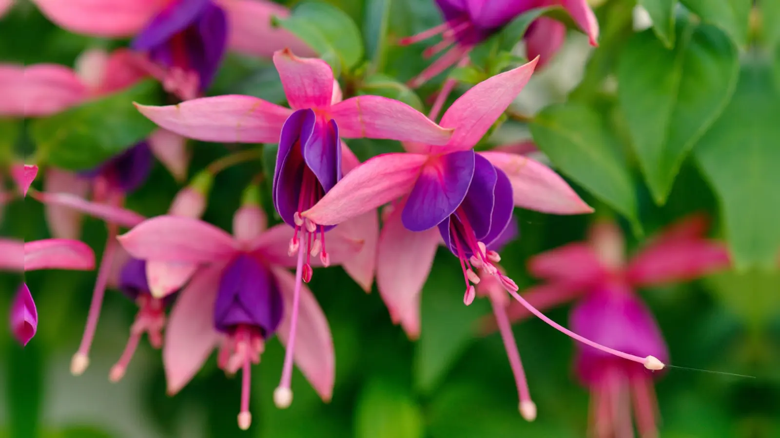 Fuchsien sind das Titelmotiv des Kulturwochenendes BlütenLust. (Foto: © BotMuc)