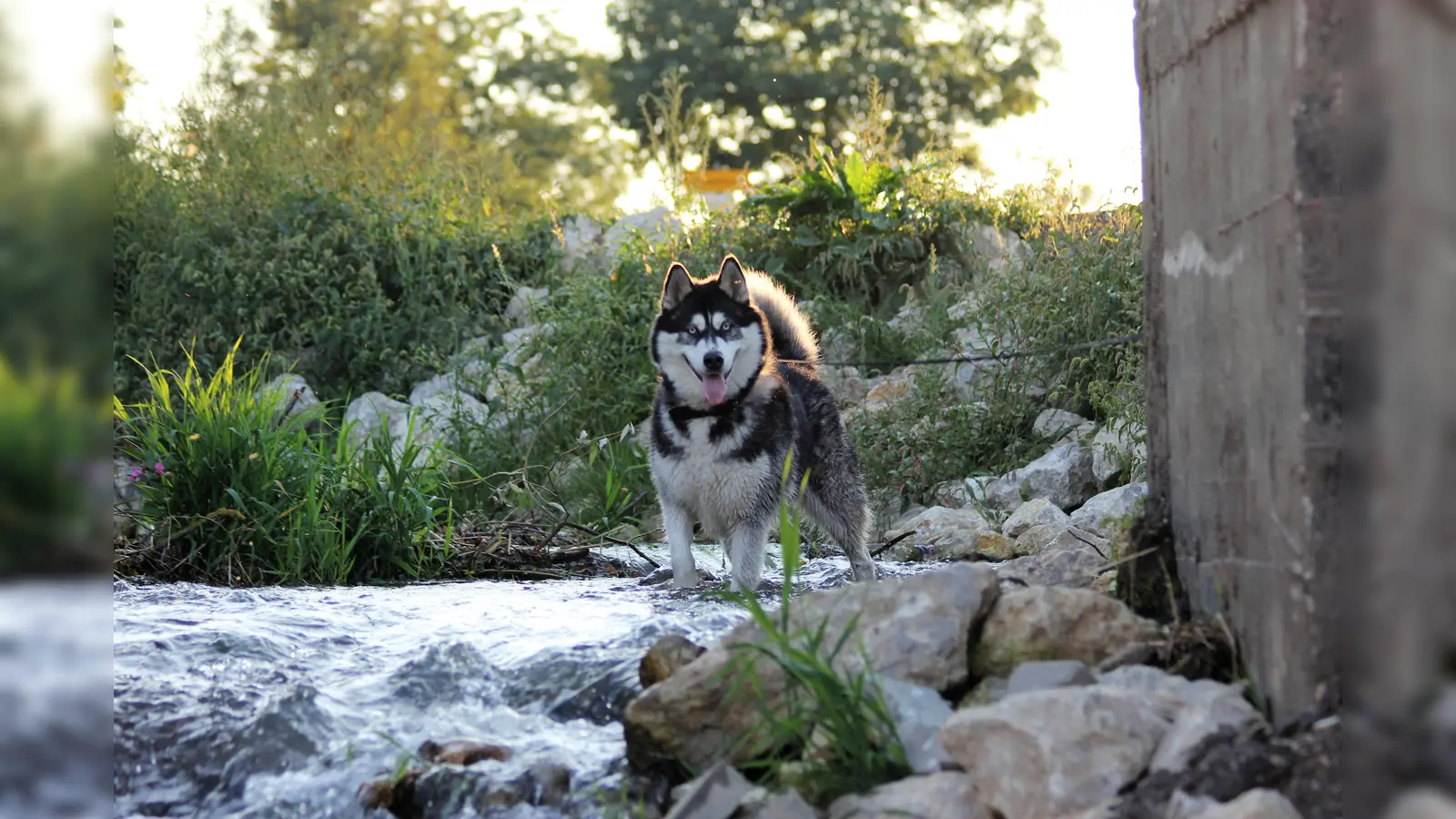 So macht der Sommer dem Vierbeiner Spaß: ein Spaziergang am Abend mit einem kühlen Fußbad im Bach. (Foto: ek)