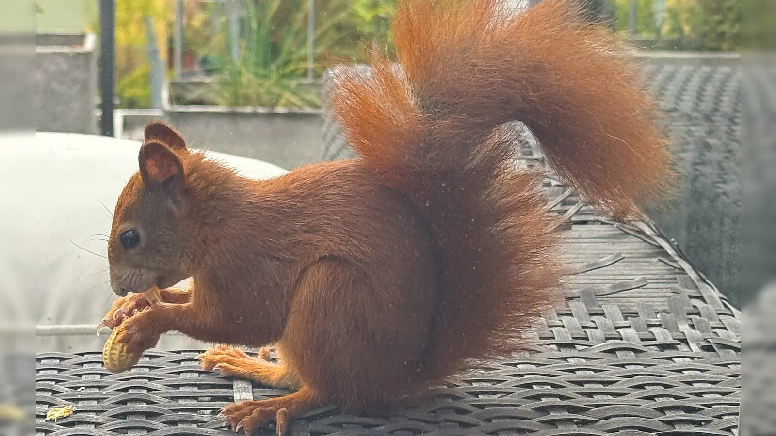 Um den Lebensraum für Eichhörnchen zu verbessern, regen die Grünen im Bezirksausschuss Laim Neupflanzungen in öffentlichen Grünanlagen und Grünflächen an. (Foto: kö)