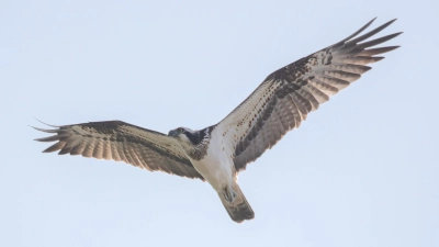 Der Fischadler im Dachauer Moos: mittlerweile kein seltener Gast im Landkreis Dachau. (Foto: Cyrus Mahmoudi, LBV)