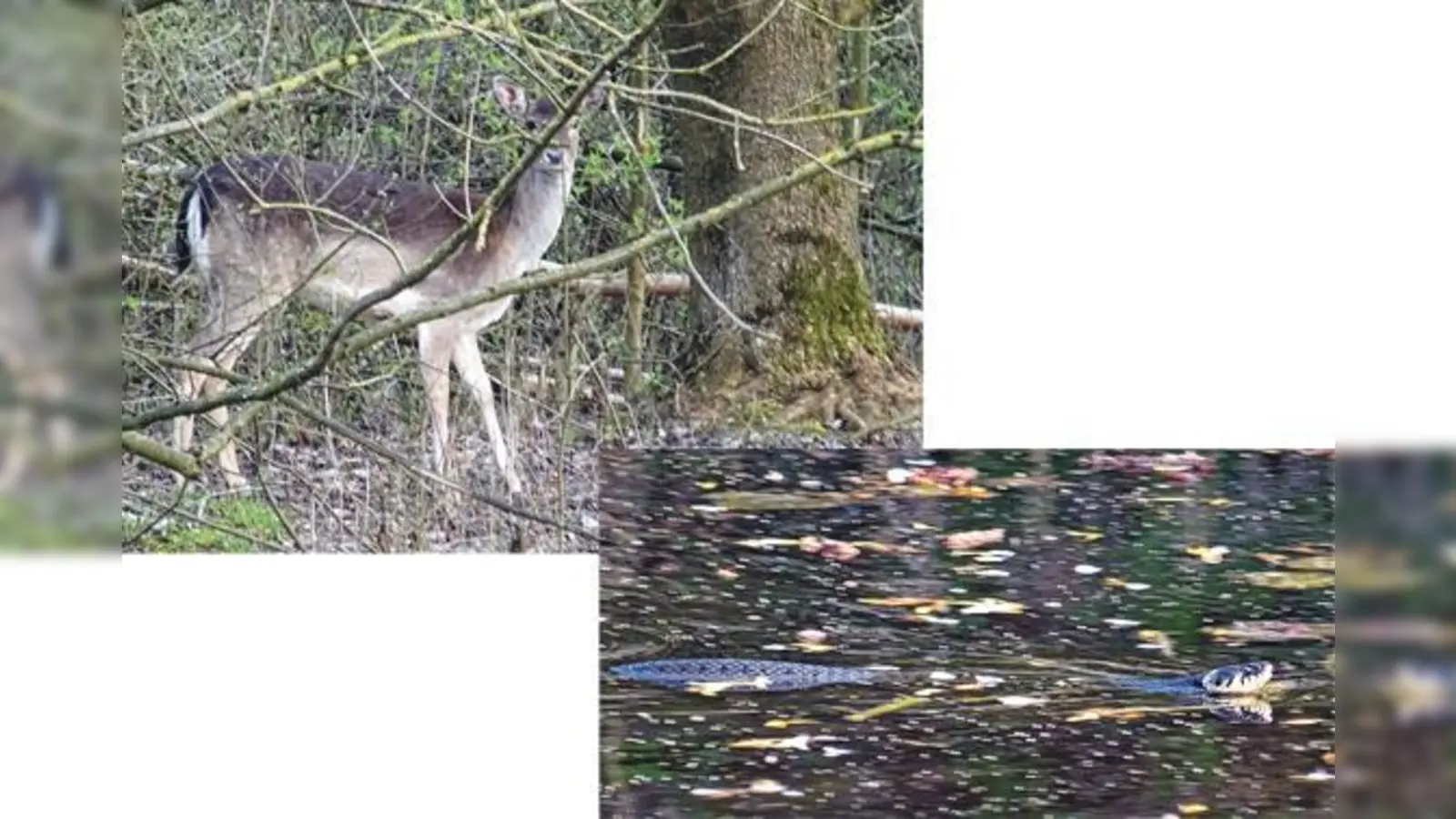 Hochwild wie das Reh findet Deckung zwischen den hohen Abraumhalden des früheren Kiesabbaus. Foto rechts: Ein ausgezeichneter Schwimmer: Die Ringelnatter ist schnell in den Teichen unterwegs.	 (Fotos: kw)