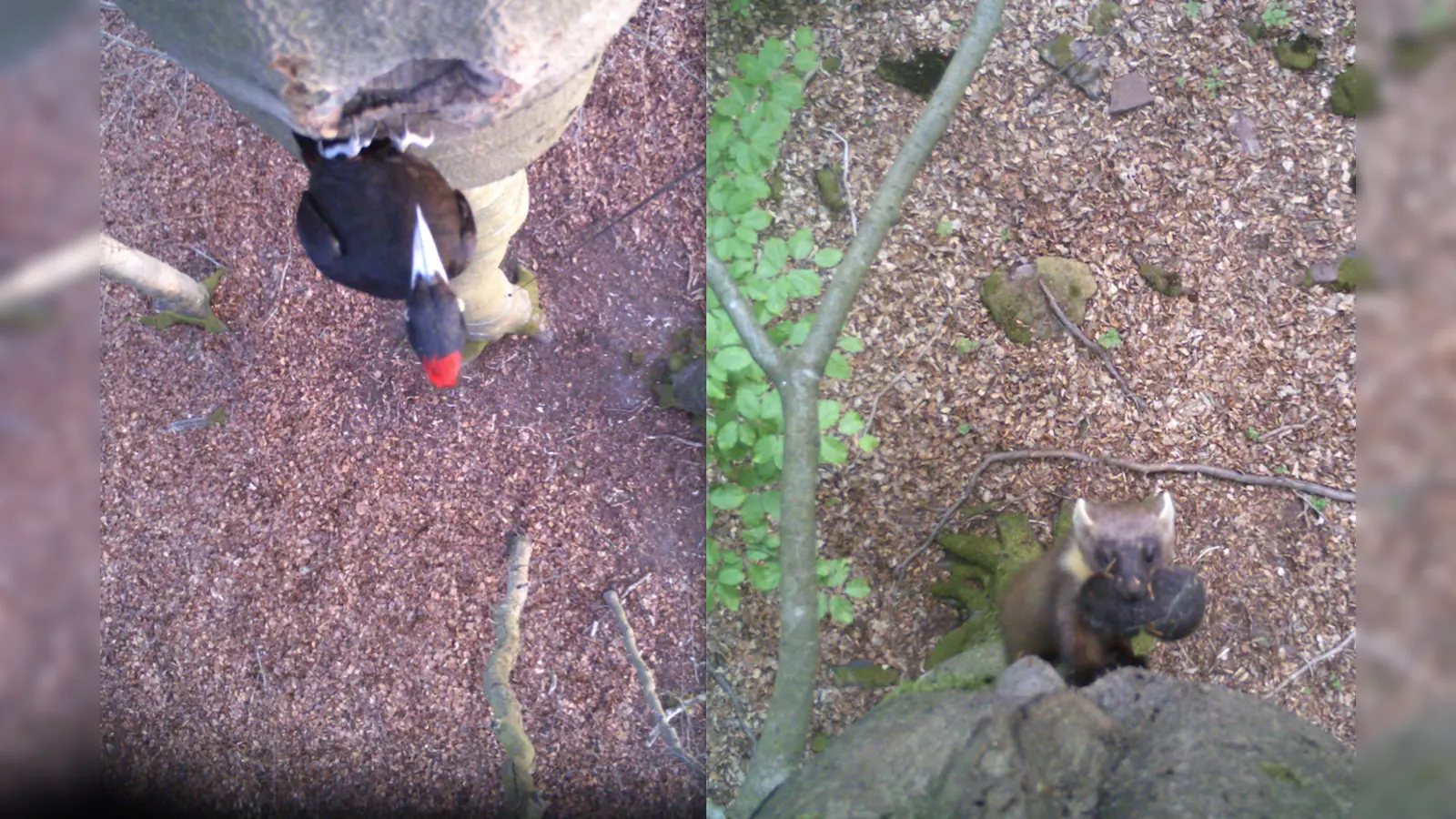 Seltene Einblicke aus ungewohnter Perspektive: Der Schwarzspecht (links) legt Baumhöhlen an, in denen unter anderen Marder (rechts) ihre Nester bauen. (Foto: Zahner/LBV)