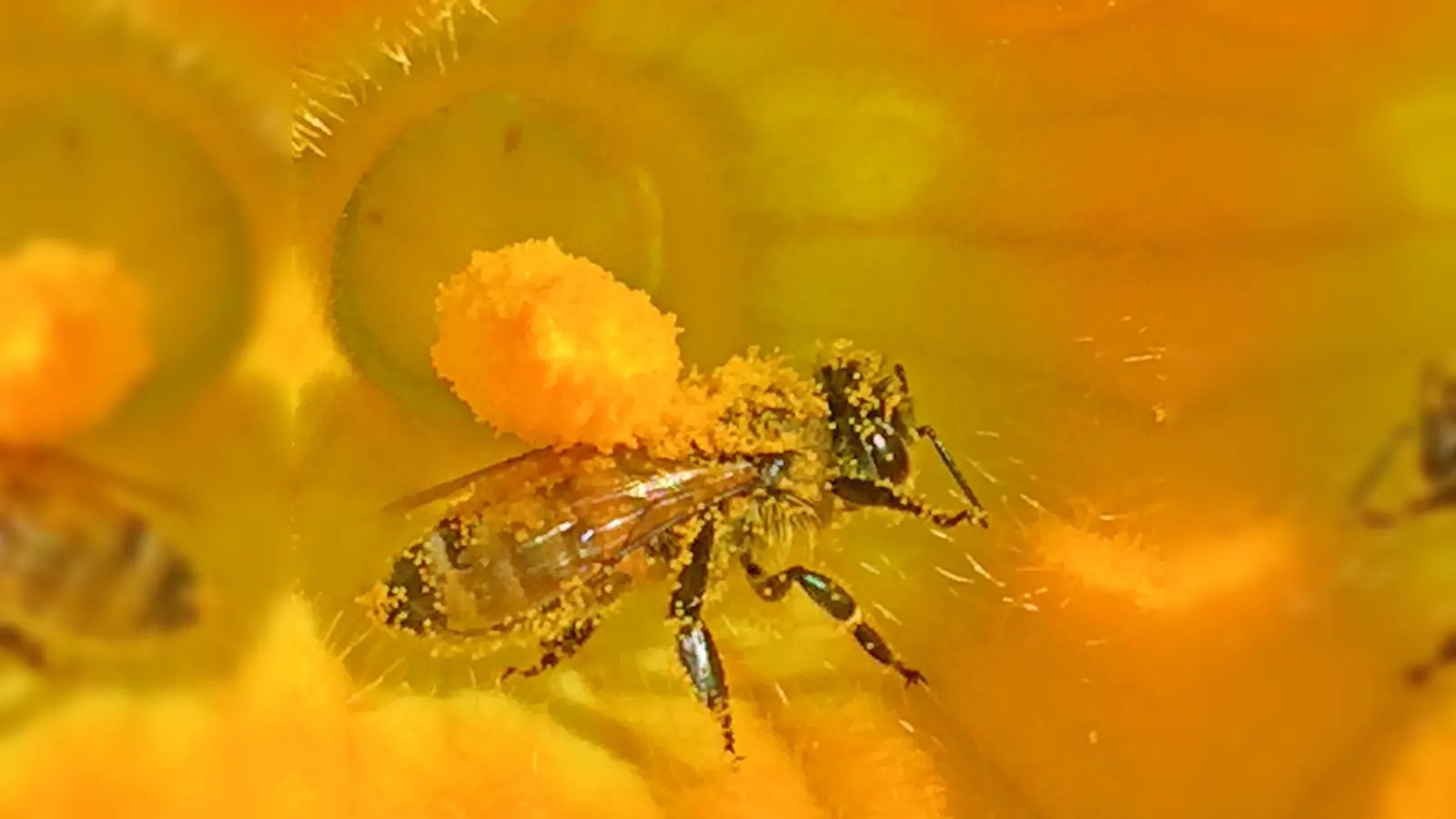 Diese Honigbiene bestäubt gerade eine Zucchinipflanze. In Ismaning gibt es zurzeit über 300 Bienenvölker.  (Foto: job)