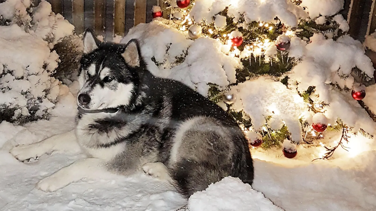 Egel, ob großer Wächter oder kleines Zamperl: Für jeden Hund ist eine Steuer an die Stadt zu entrichten.  (Foto: chk)