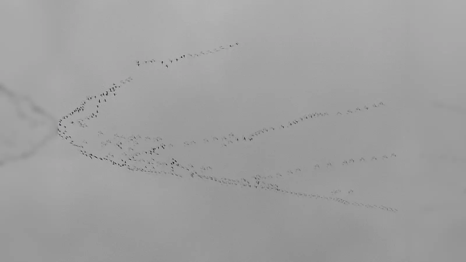 Seltenes Schauspiel: „Vögel des Glücks“ über der Kraillinger Sanatoriumswiese. (Foto: Silvia Roelcke)
