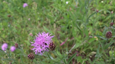 Auch Großstädte haben oft eine reichhaltige Natur zu bieten. Interessante Details erfährt man am „Langen Tag der StadtNatur”, der in München zum ersten Mal stattfindet.  (Foto: mha)