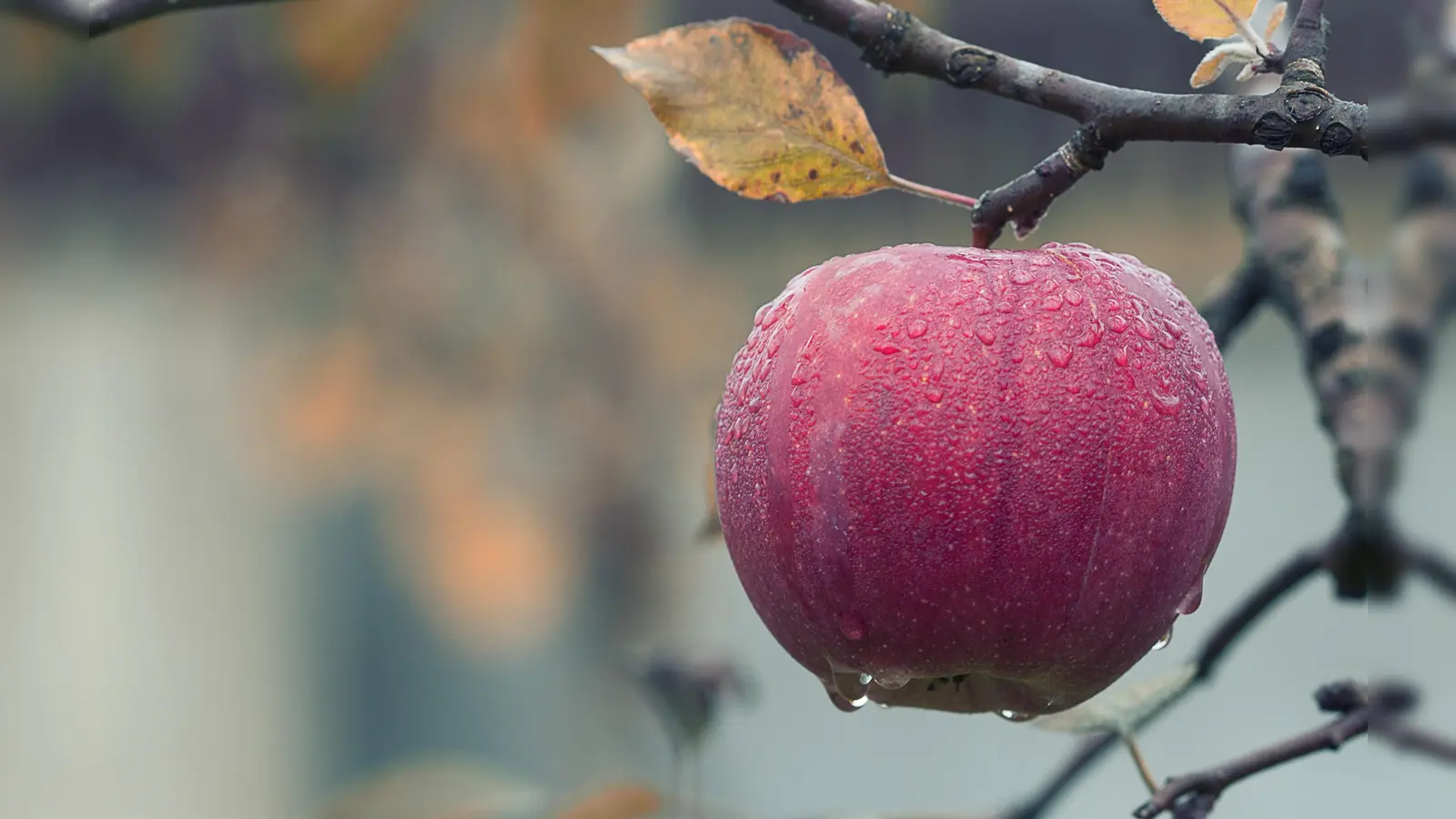 Jeder, der möchte, kann Äpfel aus Unterföhring oder aus anderen Orten im Landkreis München anliefern.  (Foto: CC0)