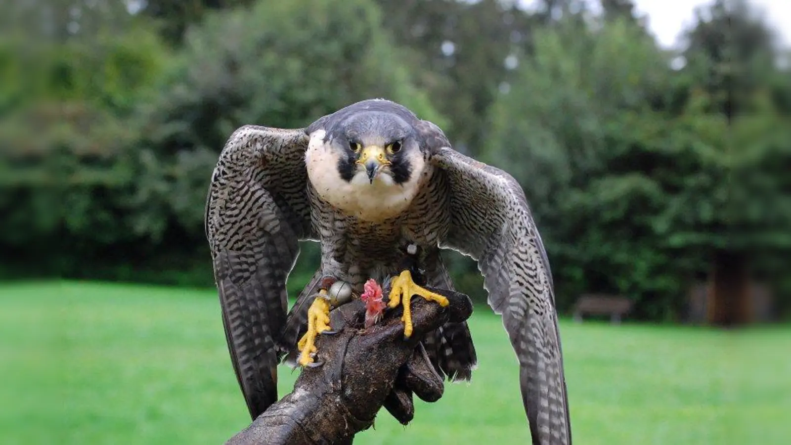 Für die Krähenjagd sind besonders Wanderfalken geeignet. Allerdings ist deren Ausbildung zeit- und kostenintensiv. (Foto: GabiB/pixelio)