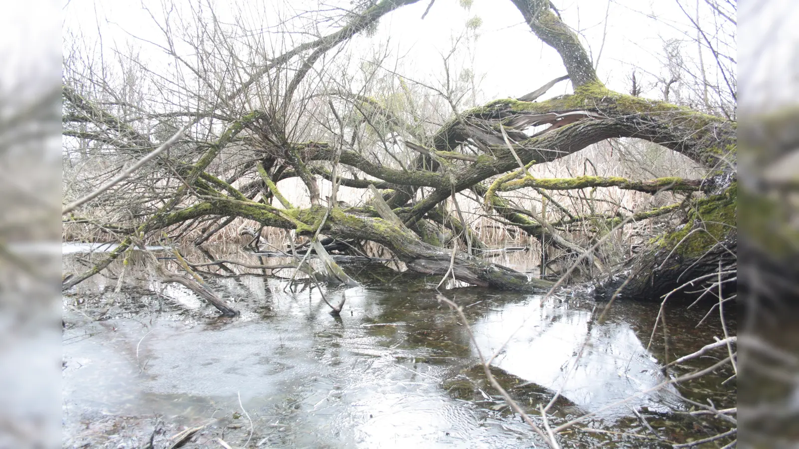 Die Weiher am Erlbach liegen im Schutzgebiet. (Foto: job)