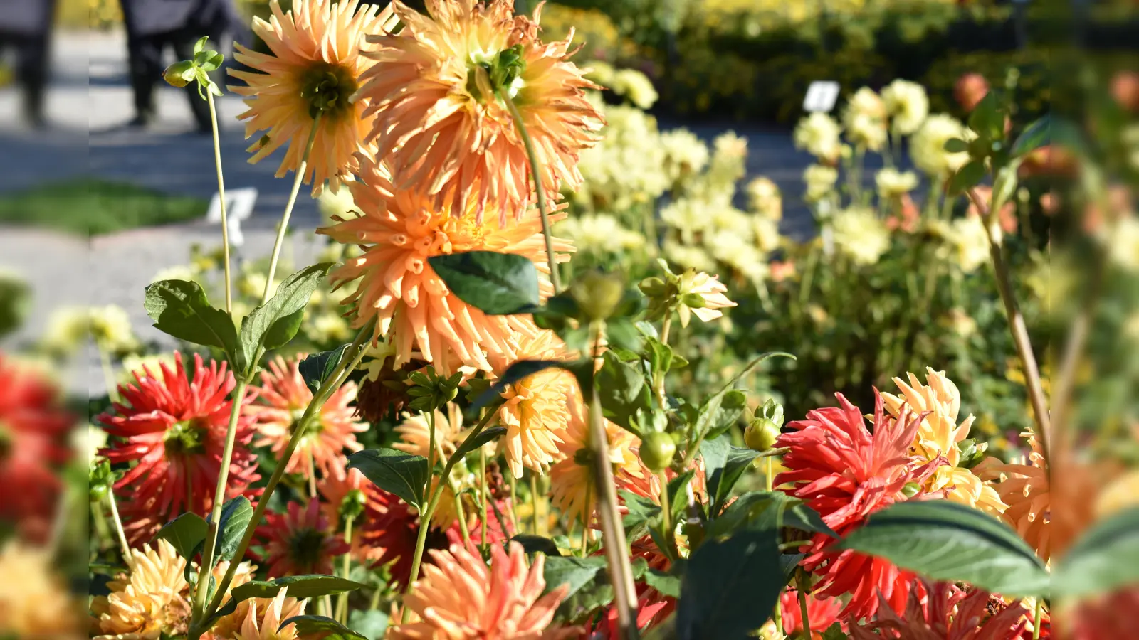 Das Motto lautet (G)Artenvielfalt: Bei dem Fotowettbewerb steht der naturnahe und insektenfreundliche Garten im Vordergrund. (Symbolbild: Daniel Mielcarek)