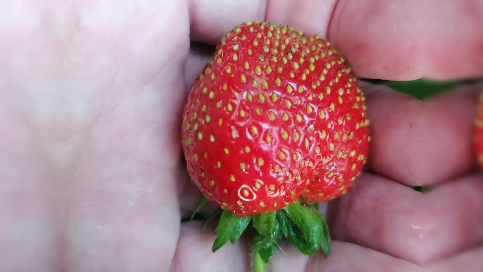 In naturnahen Gärten werden die Erdbeeren größer und schmecken besser. (Foto: job)
