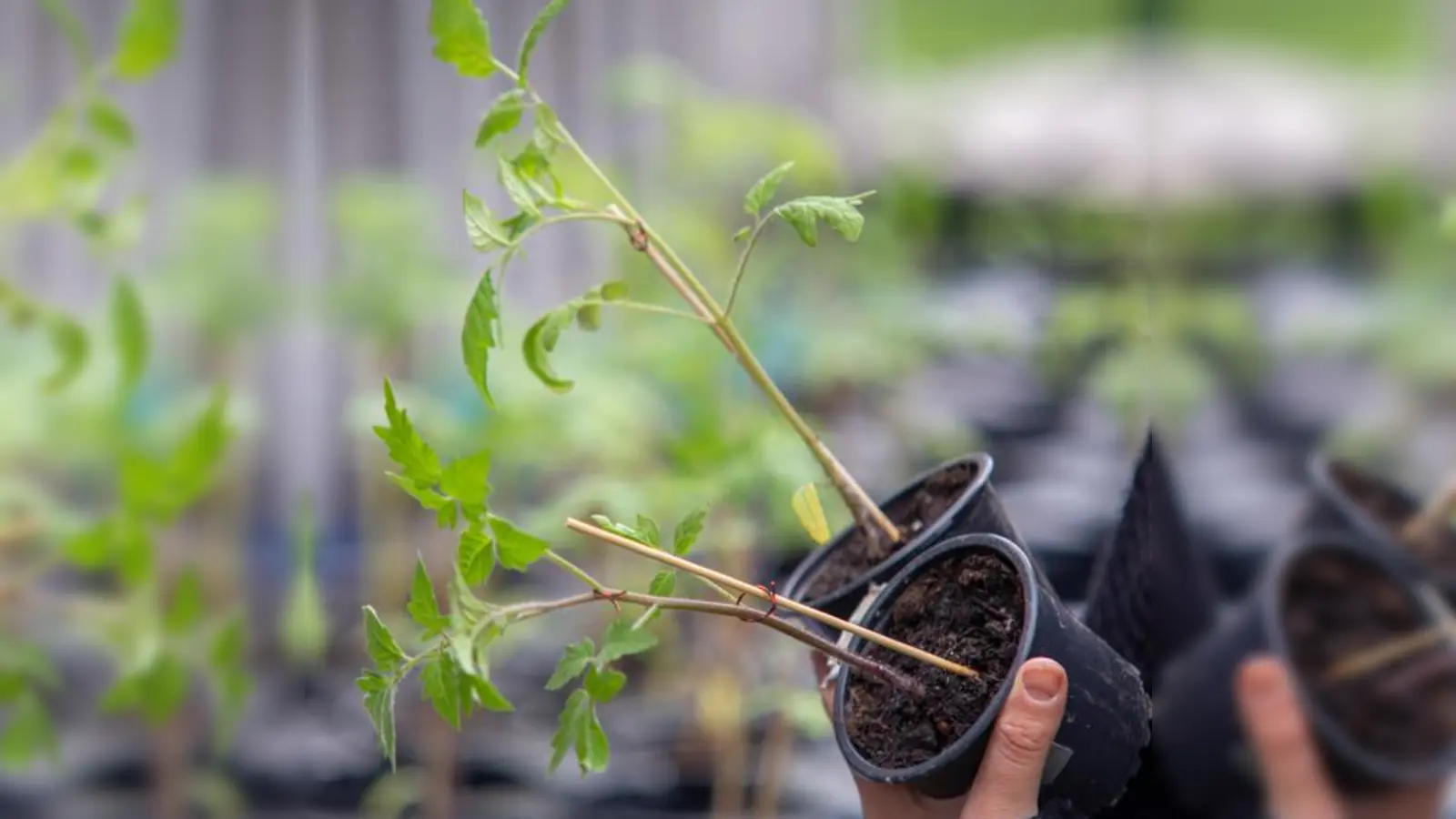 Im Lehrgarten des Obst- und Gartenbauvereins Gilching e.V. können Pflanzen getauscht werden. (Foto: privat)