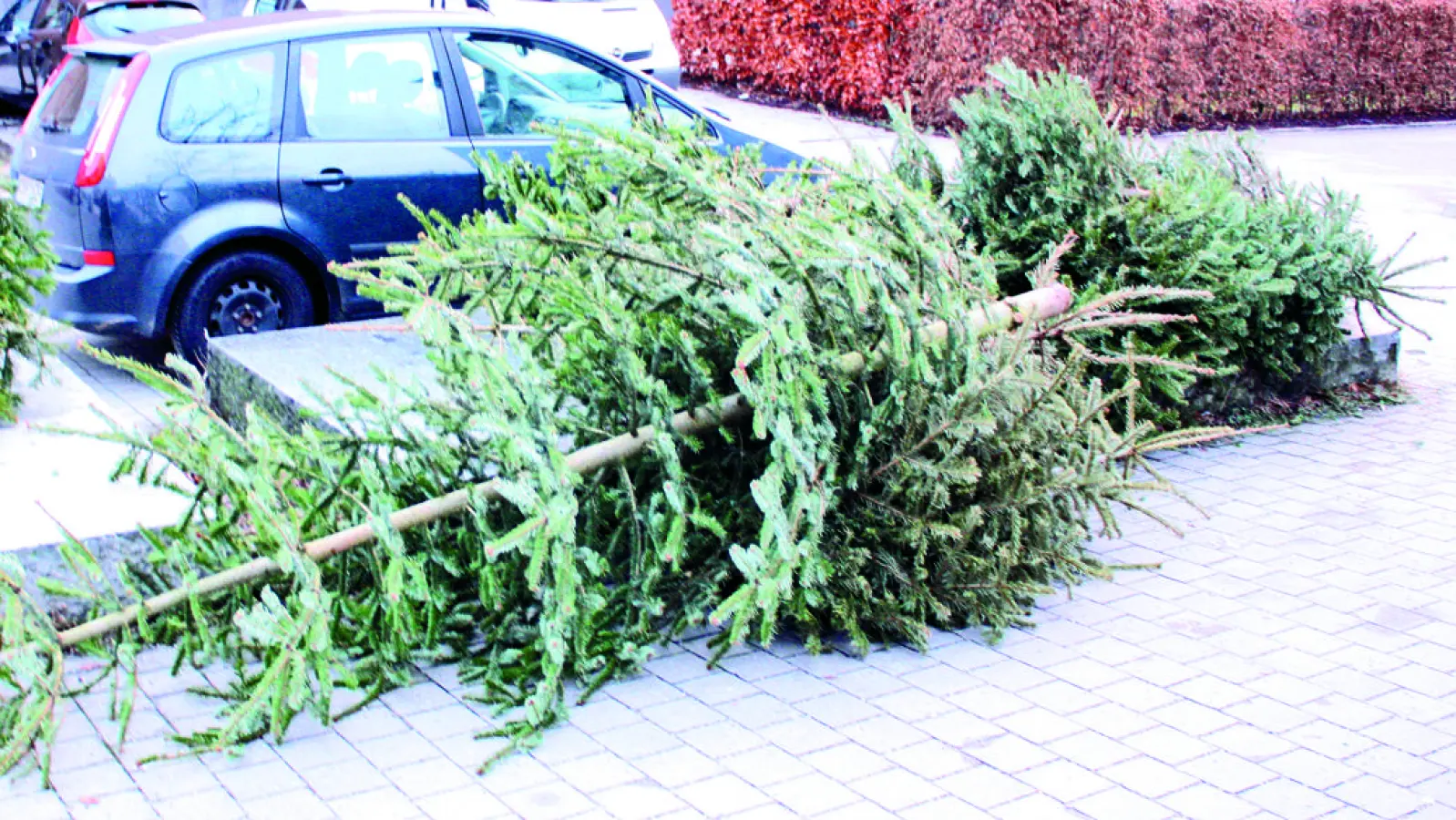 Nach dem Weihnachtsfest hat der schönste Christbaum ausgedient. Er sollte aber nicht wie hier einfach auf der Straße landen. (Foto: job)