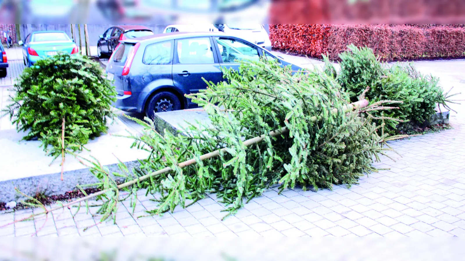 Irgendwer wird's dann schon wegräumen: Noch immer werfen Münchnerinnen und Münchner ihren ausgedienten Christbaum einfach auf die Straße. (Foto: job)