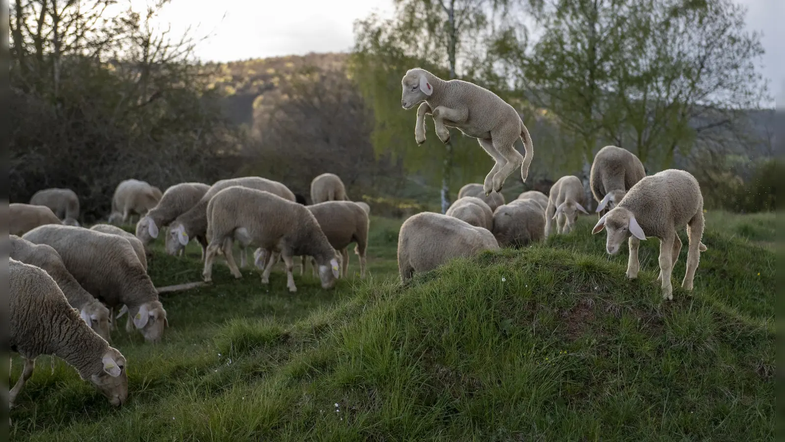 Weidetiere, wie hier die Merinoschafe, sind gegen Hitze empfindlich. Verantwortungsvolle Tierhalter bieten ihnen reichlich frisches Wasser und Möglichkeiten zum Rückzug in den Schatten an. (Foto: © Four Paws/ Bente Stachowske)