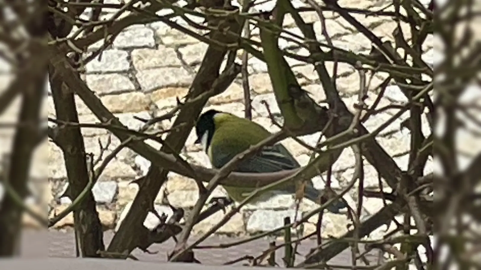 Vögel beobachten, wie hier diese Kohlmeise, kann dementiell erkrankten Senioren neue geistige Anregungen geben und sie aktiver und gesprächiger machen. (Foto: bb)