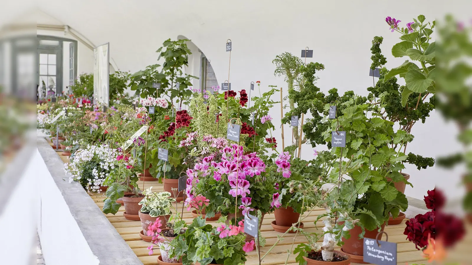 Die Pelargonien im Geranienhaus des Schlossparks sind noch bis zum 18. Mai zu sehen. (Foto:  Maria Scherf)