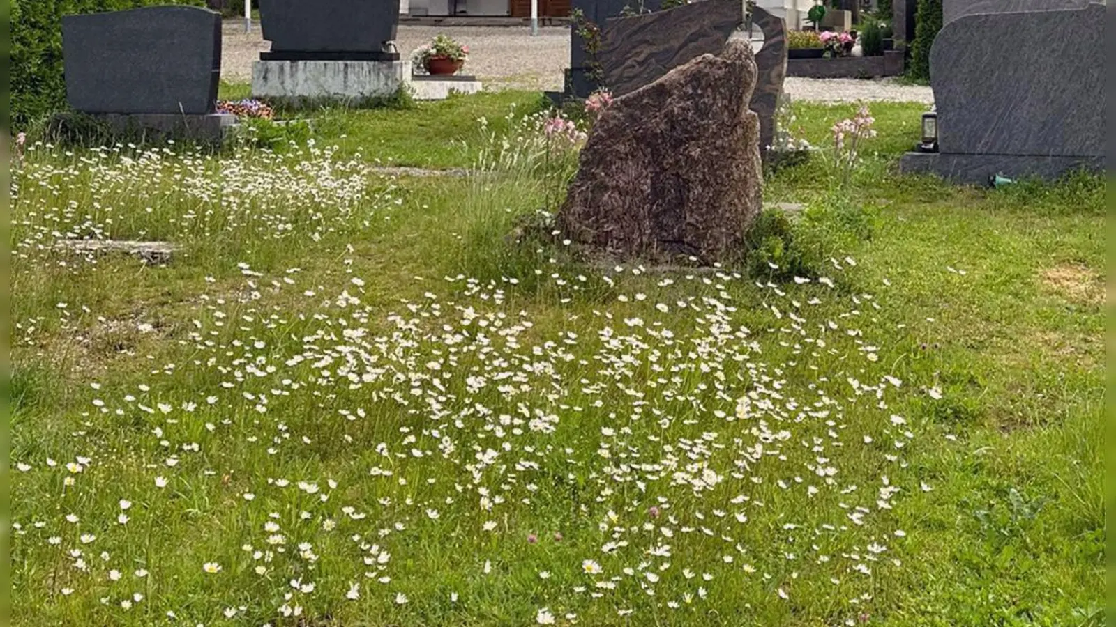 Die Gemeinde Gilching fördert die Entstehung arten- und blütenreicher Wiesen auf den Friedhöfen. (Foto: Gemeinde Gilching)