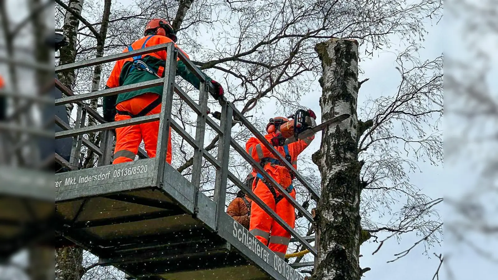 Bei Arbeiten mit der Motorsäge in größerer Höhe sind Technik, Sicherheit und Teamarbeit gefordert. (Foto: KBI Dachau)