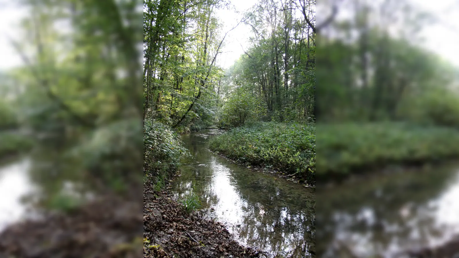 Im Sumpf nahe des Aubachs ist ein Bub beim Spielen stecken geblieben. (Symbolbild: Bjs, CC BY 3.0)