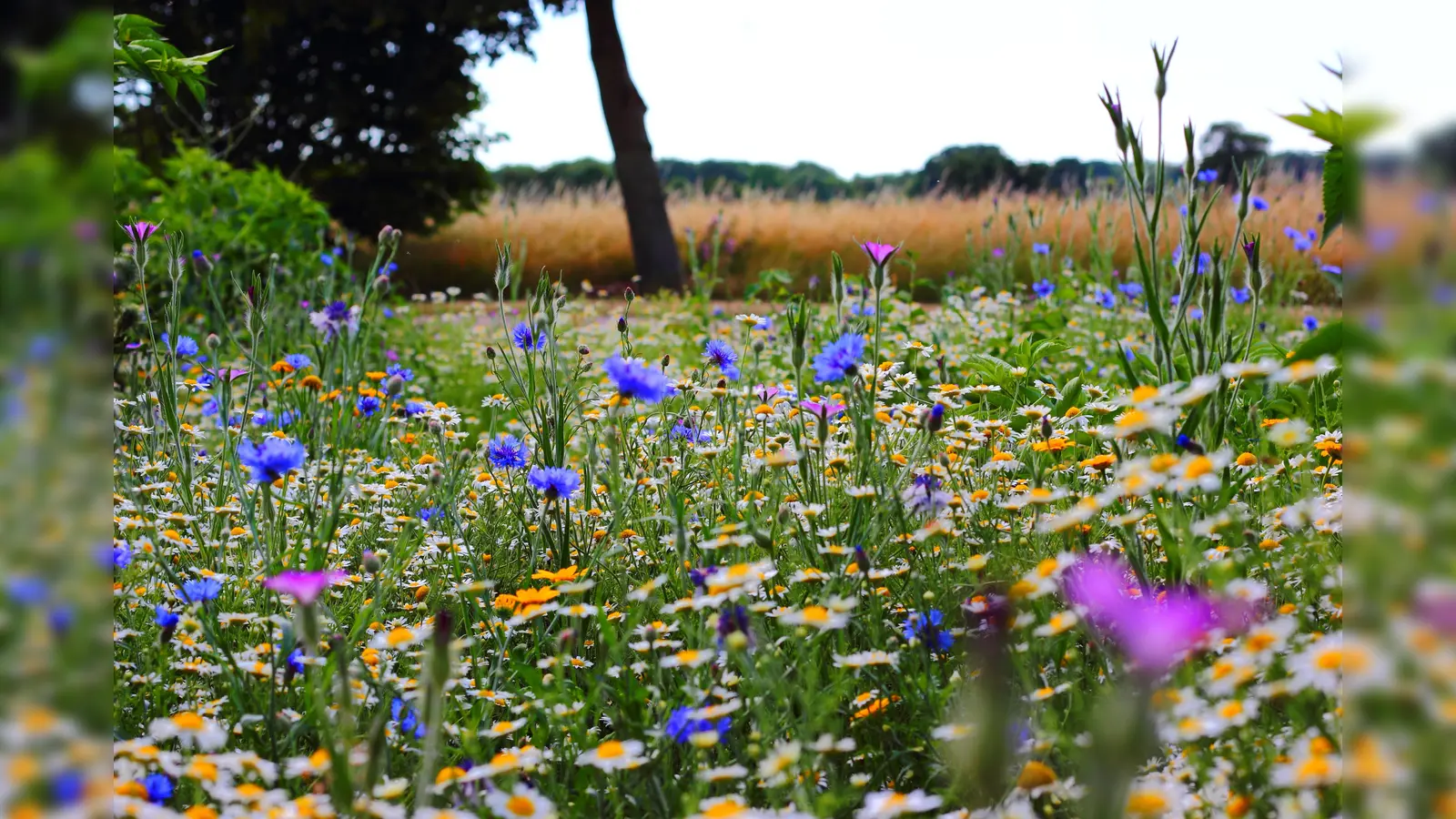 Damit es in Ismaning weiterhin grünt und blüht, gibt die Gemeinde kostenloses Saatgut aus. (Foto: CC0)