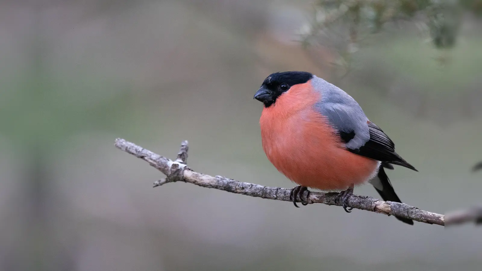 Mit Glück sichtet man auch einen Dompfaffen oder Gimpel am Futterhaus. Dieser hier hat sich aufgeplustert, um bei den winterlichen Temperaturen warm zu bleiben.  (Foto: Linnea Betz)