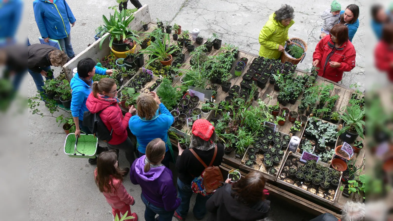 Unter dem Motto „Grünzeug sucht Garten” werden überschüssige Jungpflanzen angeboten. (Foto: Gartenbauverein Weilheim-Schongau)