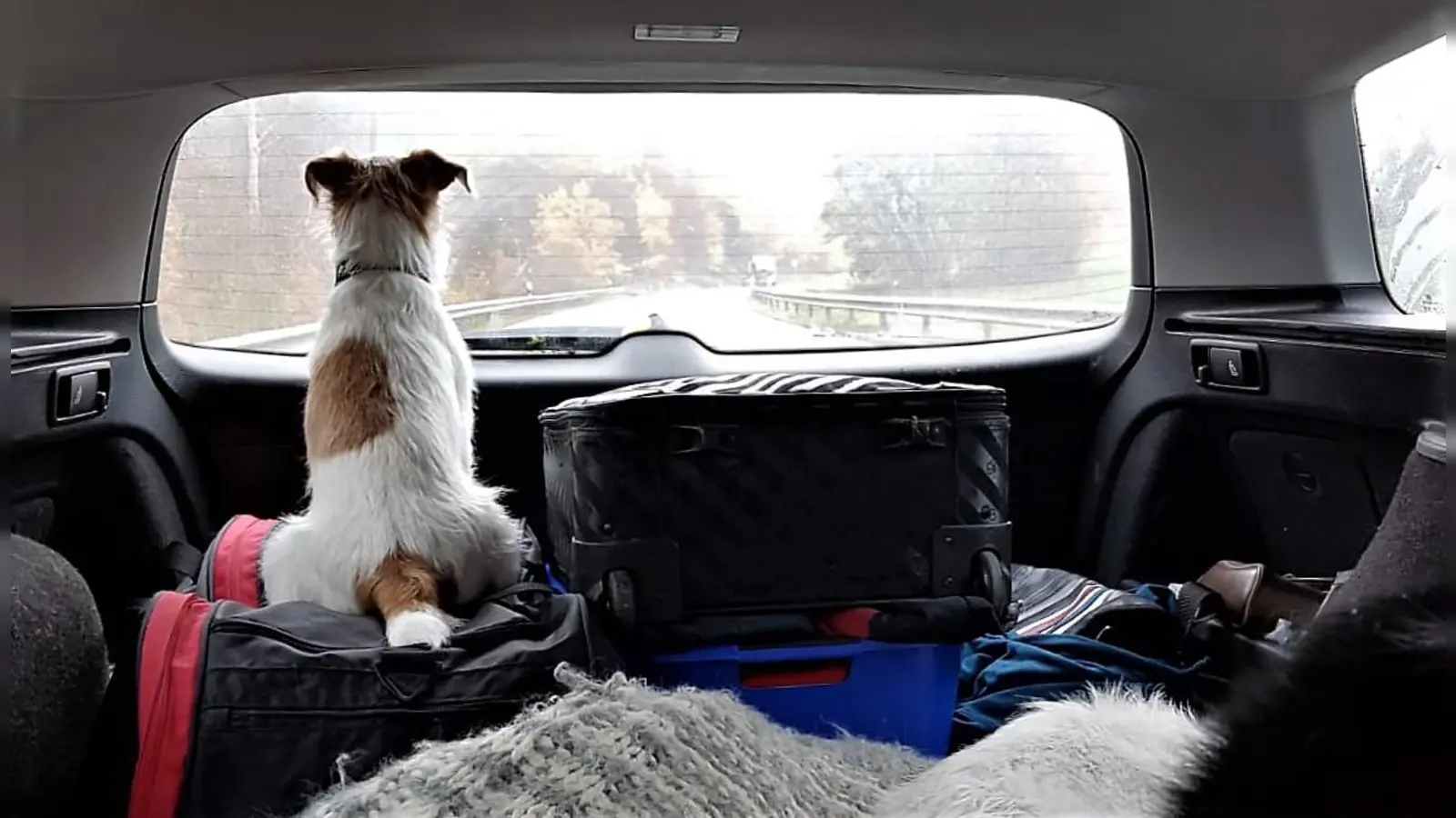 Nur Wuffi braucht keinen: Wer seinen Reisepass oder Ausweis verlängern möchte, sollte rechtzeitig einen Termin beantragen. (Foto: chk)