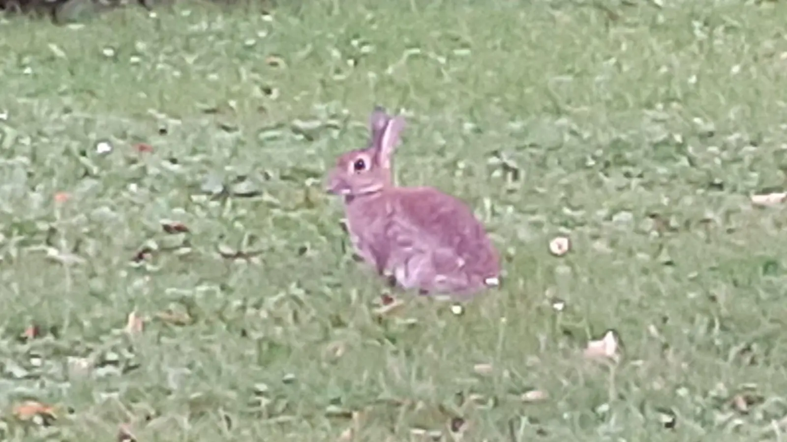 Eine Infizierung mit Tularämie ist auch möglich, wenn man keinen Kontakt zu Wildtieren wie Hasen gehabt hat.  (F.: mha)
