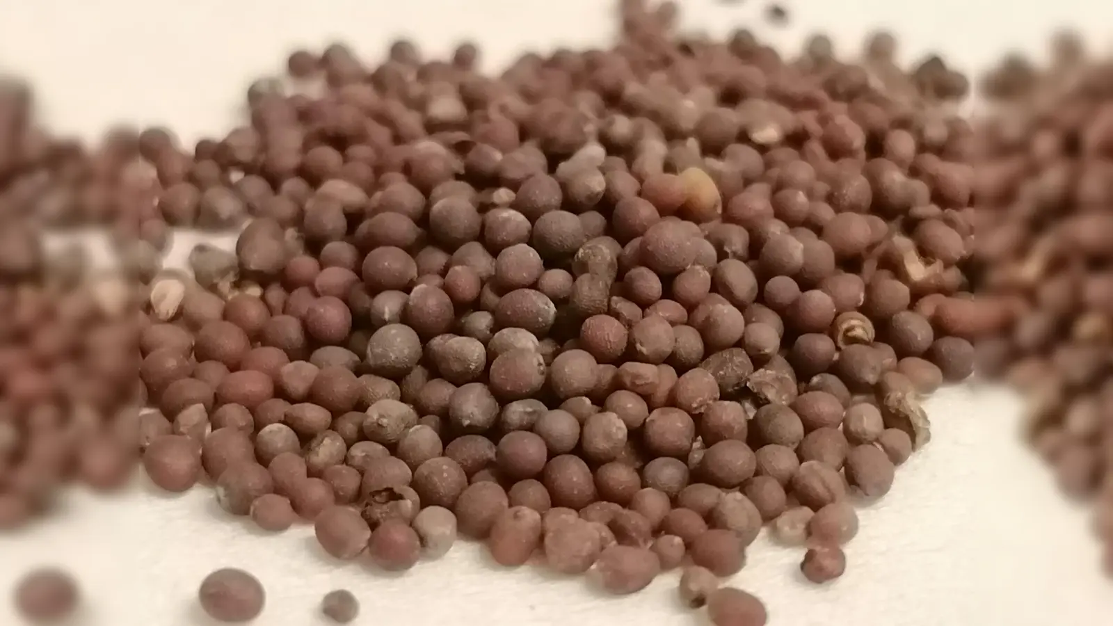 Aus diesen unscheinbaren Körnchen kann einmal Senf werden. (Foto: job)