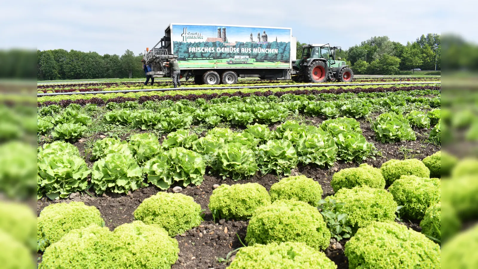 Die Landwirtschaft spielt in Feldmoching eine große Rolle. Was, wenn darum herum alles zugebaut wird? Dieser Frage geht das Münchner Forum am 15. Juni auf einem Stadtspaziergang nach.  (Foto: Daniel Mielcarek)