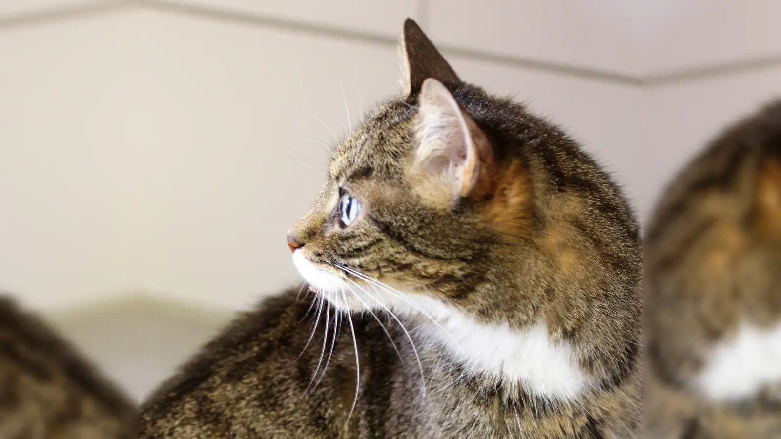 Eine unkomplizierte Familienkatze ist die Europäisch Kurzhaar. Sie wird in Deutschland am häufigsten gehalten.  (F.: dek)