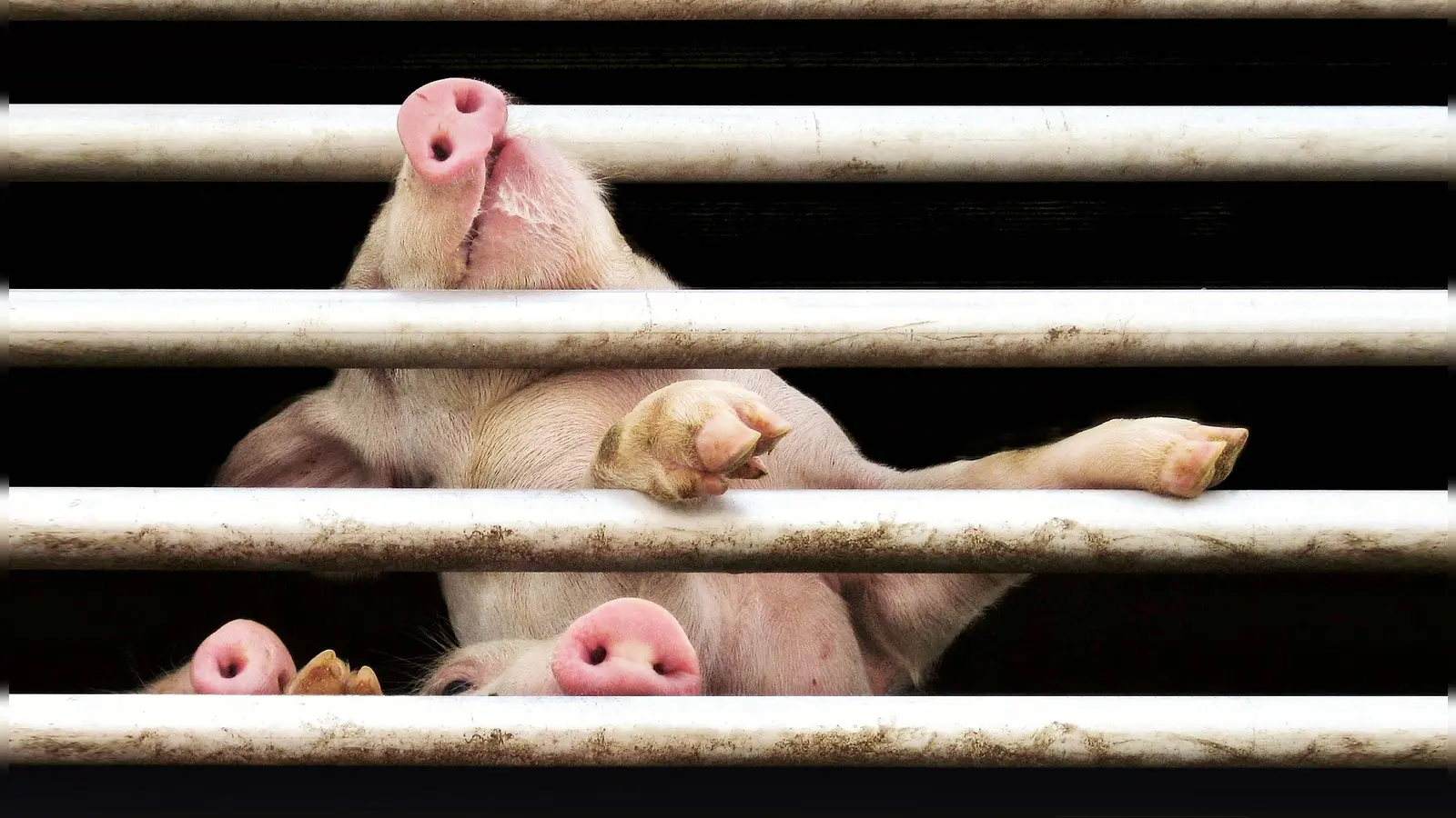 Geschundenen Tieren eine Stimme geben: Der Tierschutzverein fordert ein Verbandsklagerecht. (Foto: Tierschutzverein München e.V.)