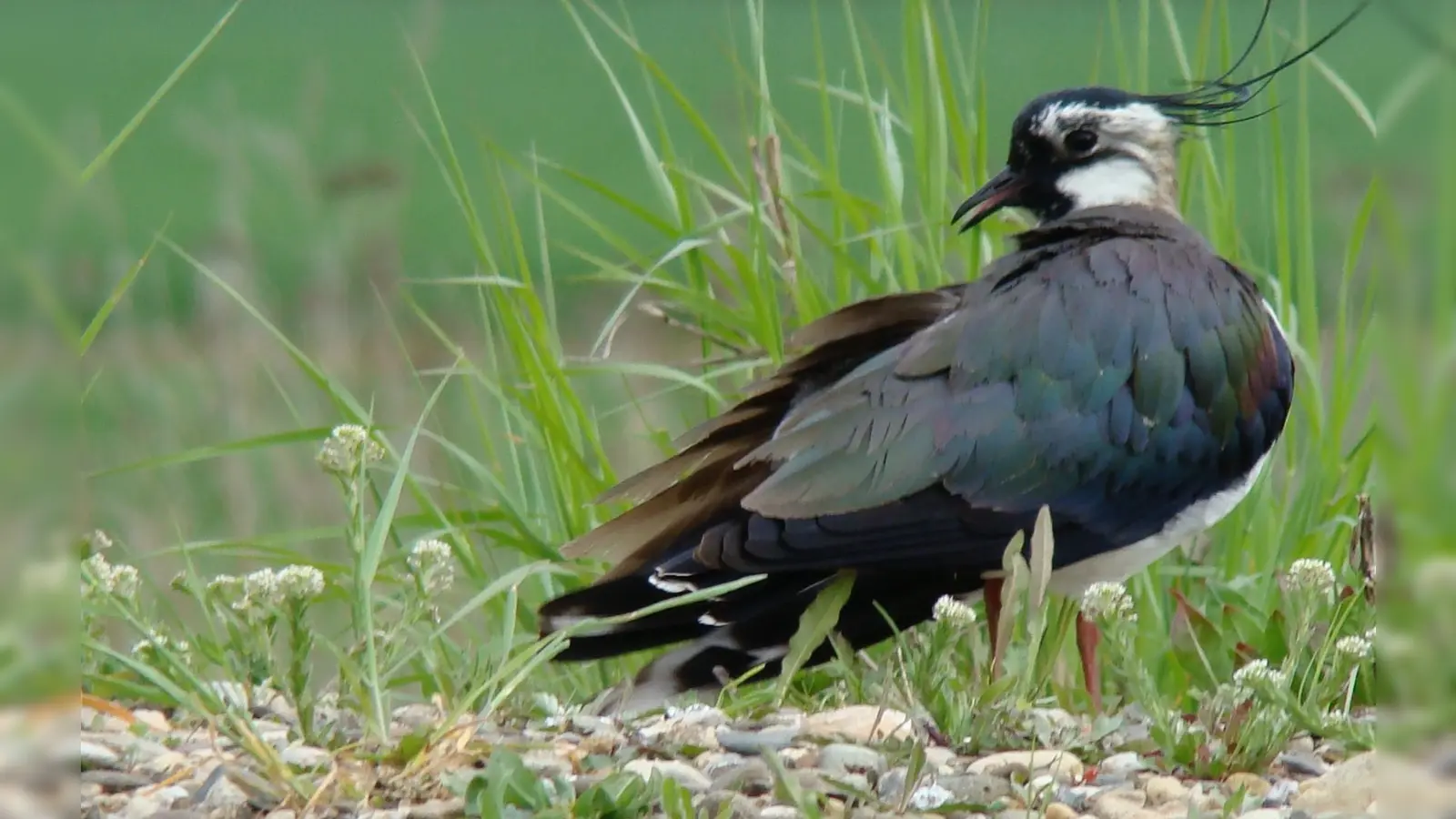 Vielleicht sind den Kiebitzen in diesem Jahr endlich wieder Bruterfolge vergönnt. (Foto: Hubert Schaller)
