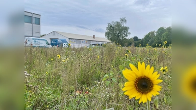 Wo jetzt Sonnenblumen blühen, könnte ein Beherbergungsstätte für Wohnungslose sowie eine Lagerhalle entstehen. (Foto: bb)