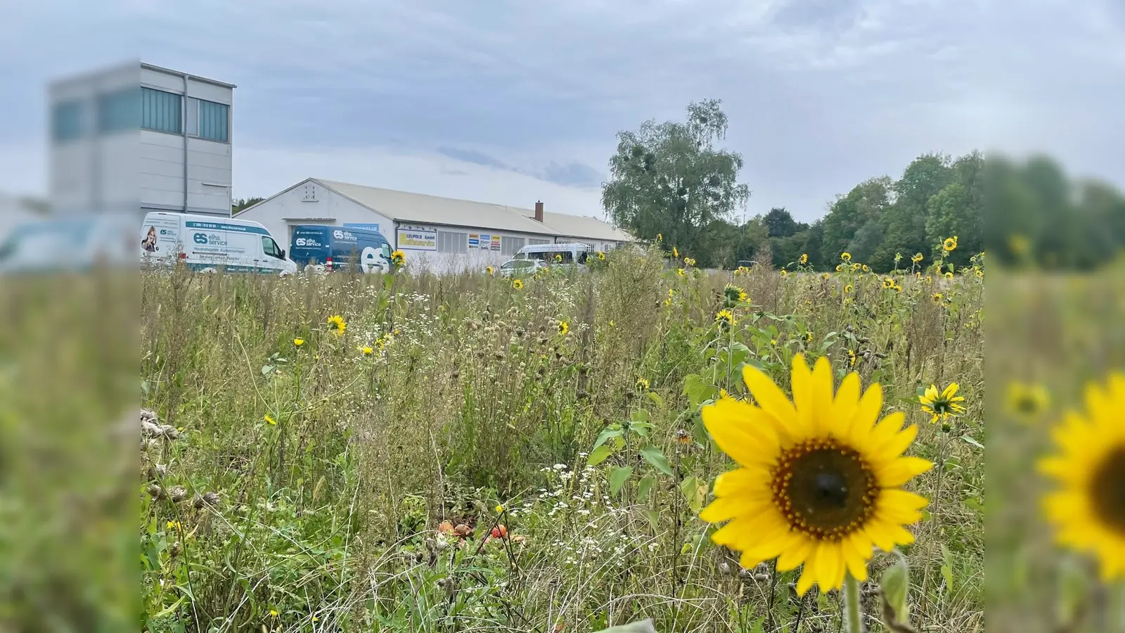 Wo jetzt Sonnenblumen blühen, könnte ein Beherbergungsstätte für Wohnungslose sowie eine Lagerhalle entstehen. (Foto: bb)