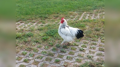 Auch Hühner brauchen Aufmerksamkeit und Pflege.  (Foto: bas)