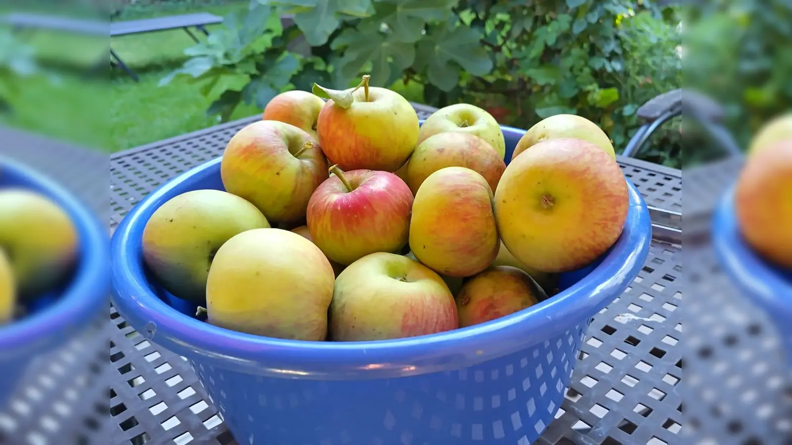 Noch in diesem Herbst sollen die beiden neuen Äpfel für Allergiker auf den deutschen Markt kommen, noch heißen sie ZIN 168 und ZIN 186. (Foto: bro)