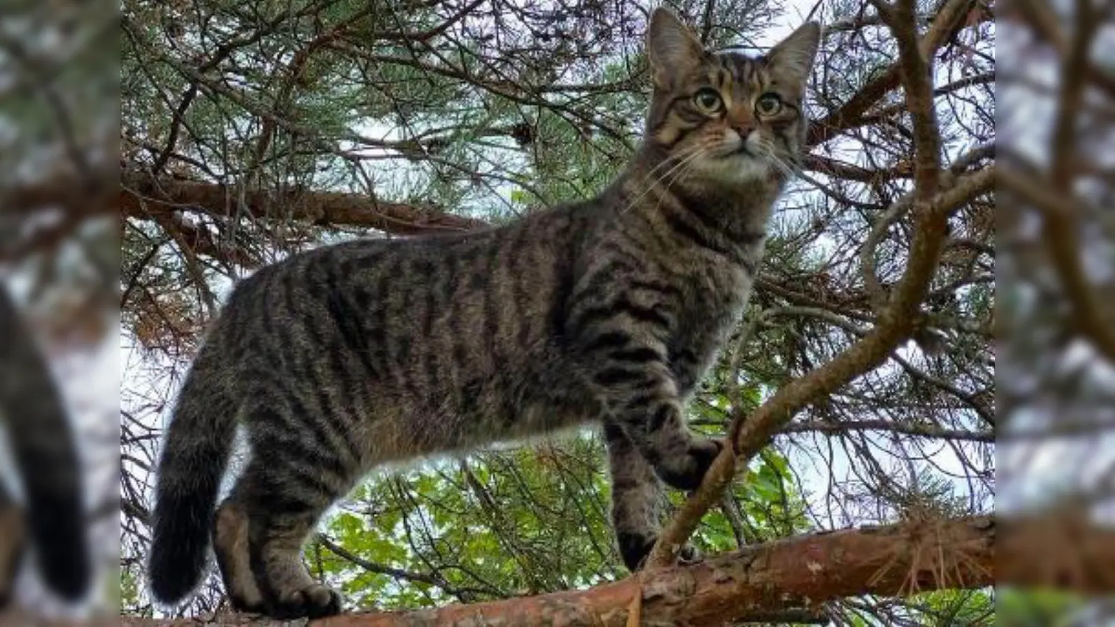 Wer hat Fedi gesehen? (Foto: Kraft)