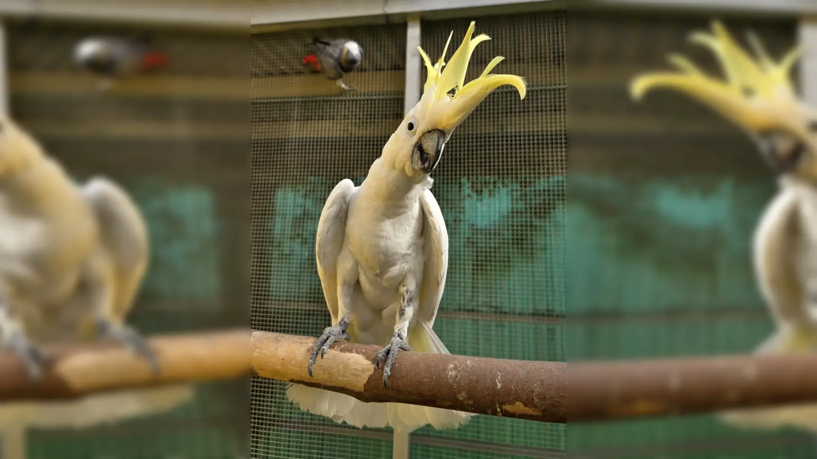 Kakadu Udo hatte bisher nicht die besten Karten, doch jetzt steht seinem Glück endlich nichts mehr im Weg! (Foto: Tierschutzverein München e.V.)