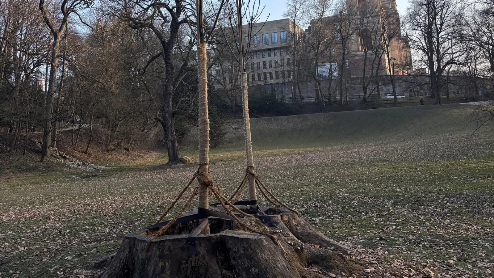 Junge, widerstandsfähige Eschen wurden direkt in die Baumstümpfe von gefällten Bäumen gepflanzt. (Foto: Bayerische Schlösserverwaltung/Ines Holzmüller)