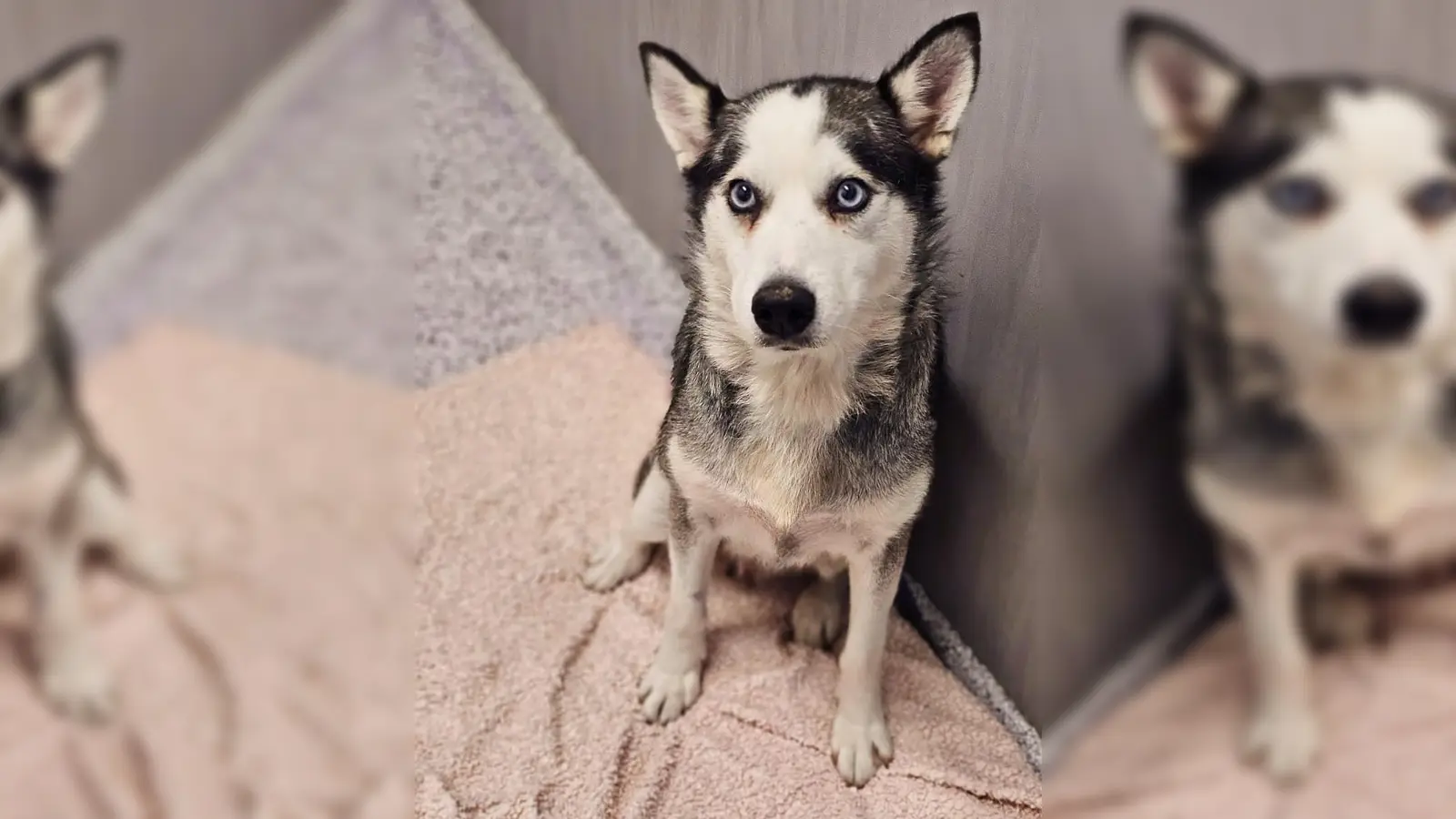 Diese hübsche Huskymixhündin wurde vom Veterinäramt München aus den Fängen der Bettelmafia befreit. (Foto: Tierschutzverein München e.V.)